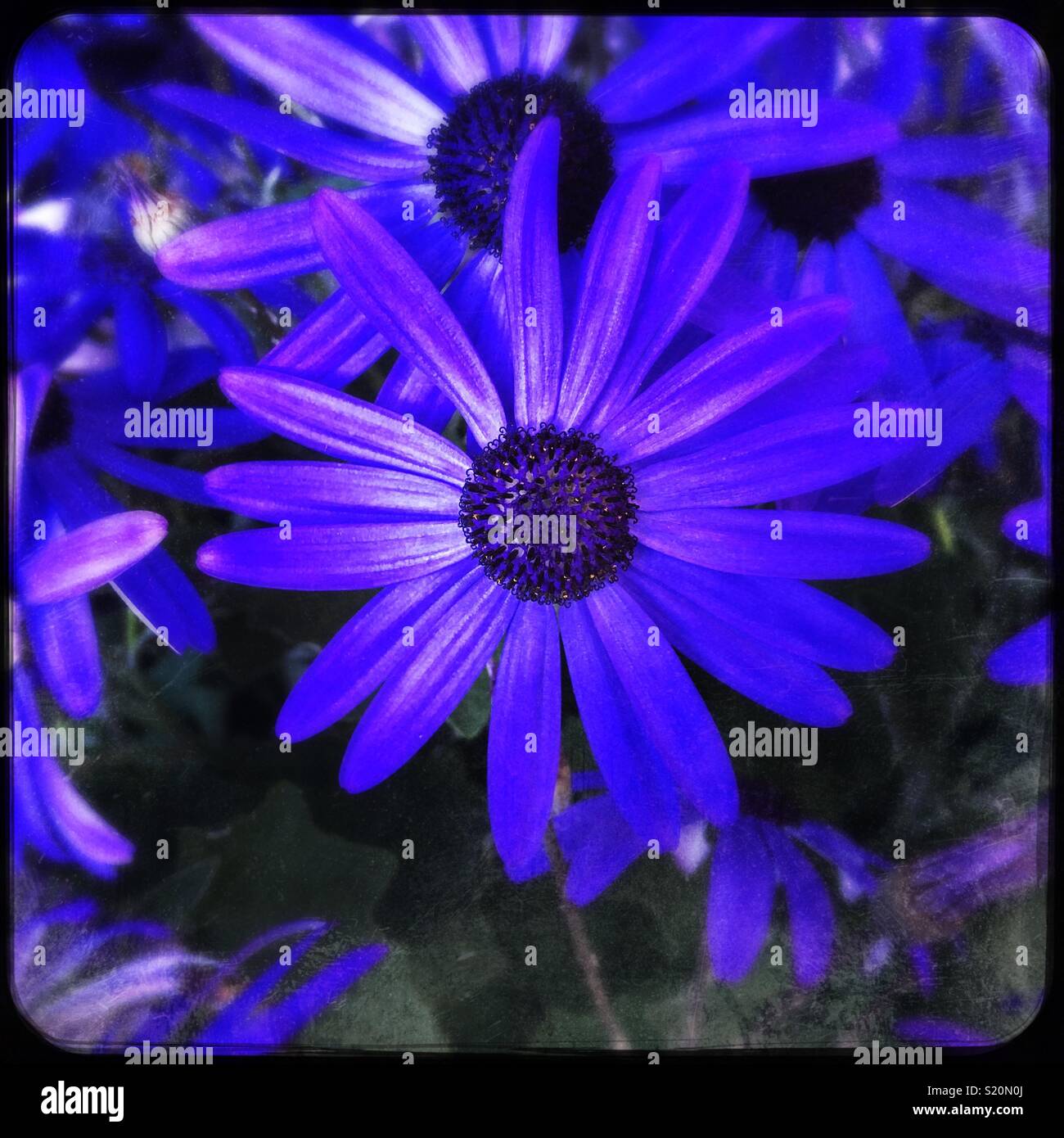 Purple flowers - Smartphone Captured Stock Image