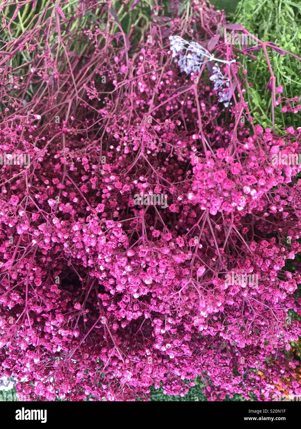Pink tiny flowers known as Baby’s Breath, or Gypsophila. Used for home flower decorations, or in wedding. Paris market. - Smartphone Captured Stock Image