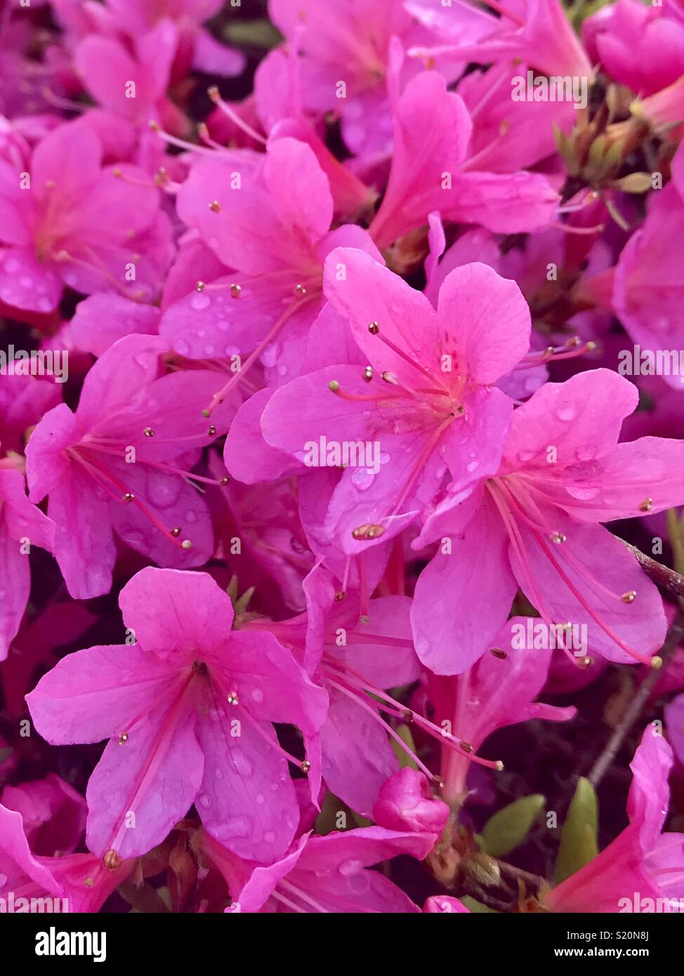 Pink Azaleas in a London Park April 2018 Stock Photo