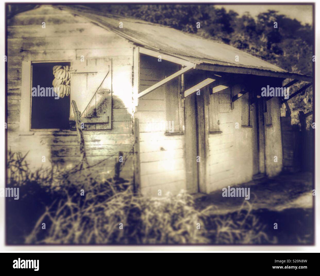 A bunch of bananas in the window of a ramshackle wooden hut in Jamaica. - Smartphone Captured Stock Image