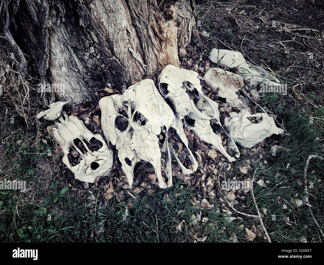 Weathered cow sculls surround tree trunk on main street in Antelope, Oregon - Smartphone Captured Stock Image