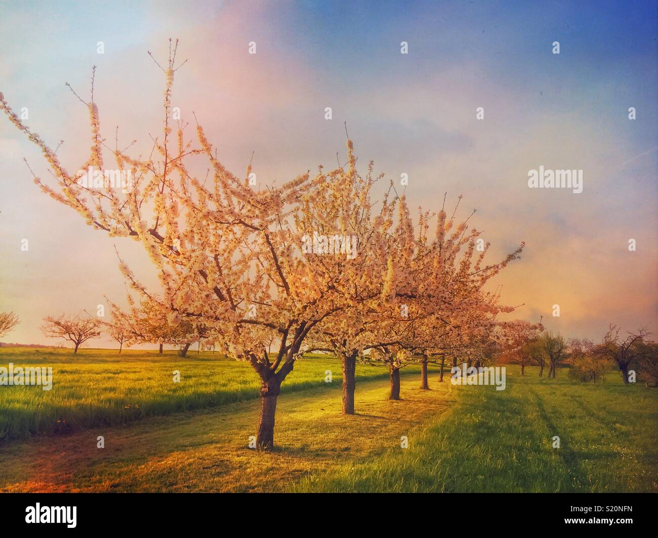 Orchard of blossoming cherry trees, prunus avium, on early evening in spring, Alsace, France. - Smartphone Captured Stock Image