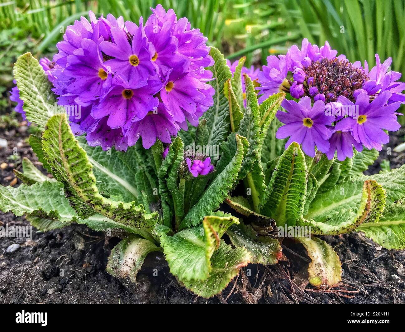 Purple spring flowers of Primula Denticulata in bloom in the garden. Stock Photo