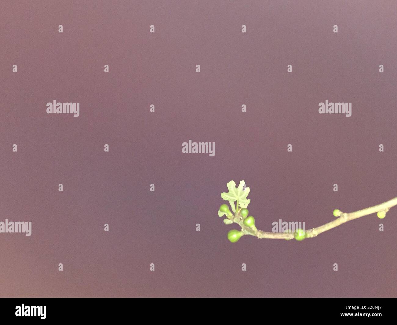 Young fig against evening sky (right Stock Photo - Alamy