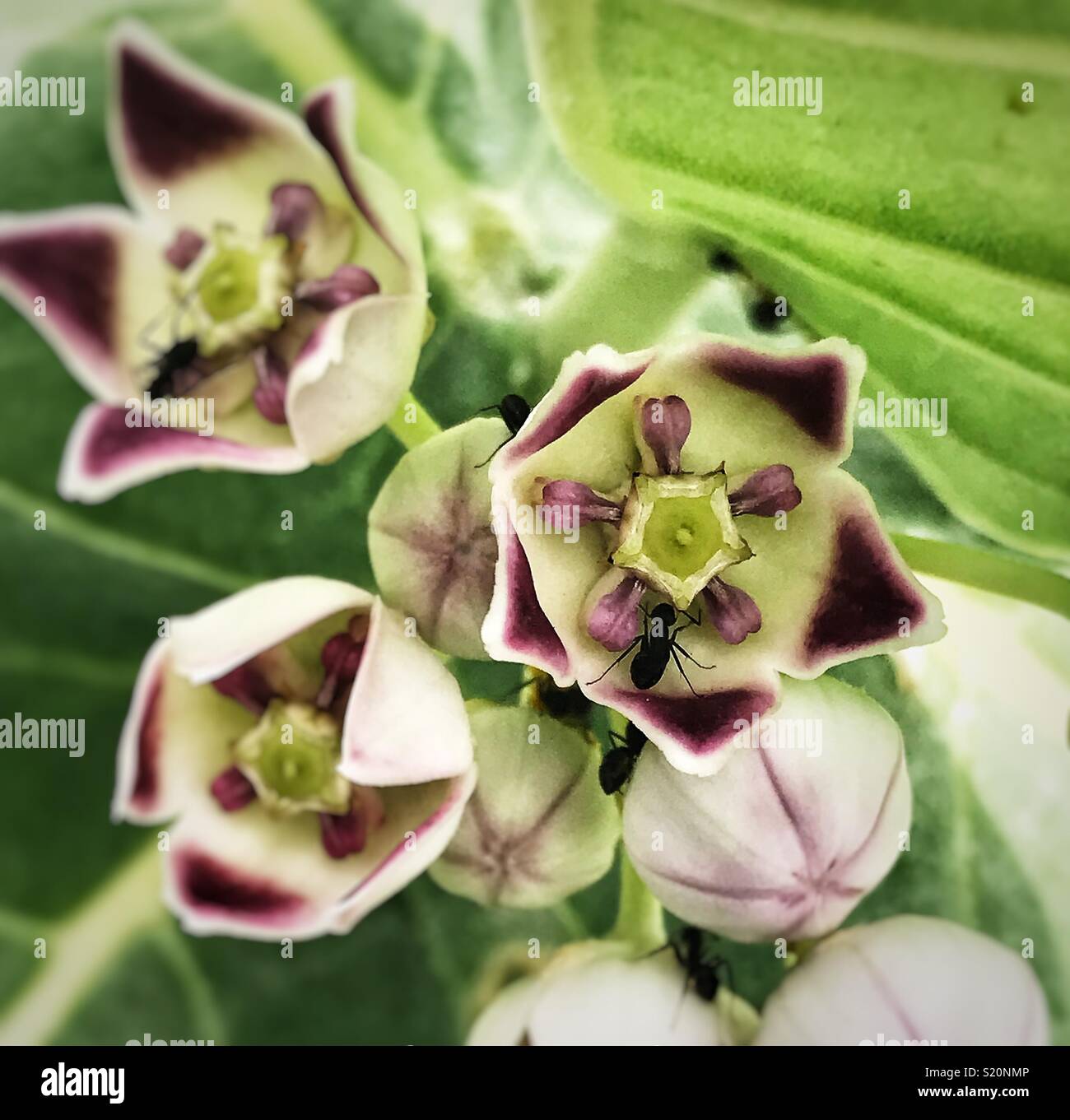 Sugar rush hires stock photography and images Alamy