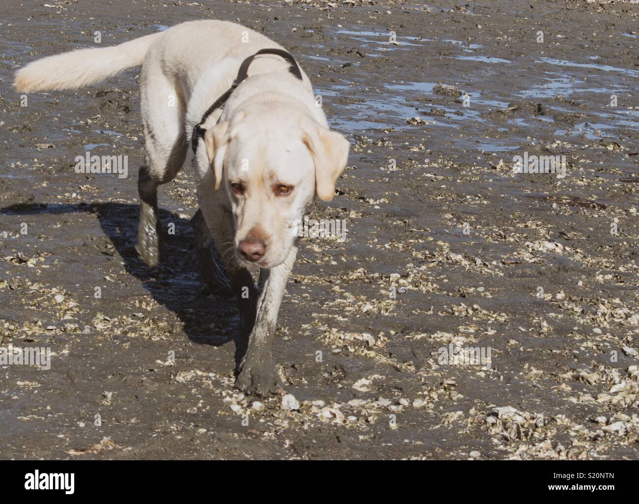 Labrador with muddy paws on the beach Stock Photo - Alamy