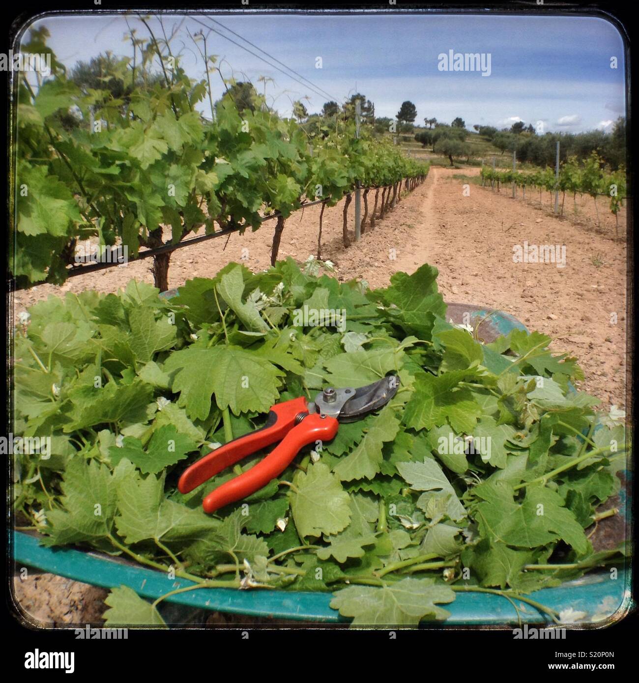 Summer pruning Syrah grapevines, Catalonia, Spain. - Smartphone Captured Stock Image