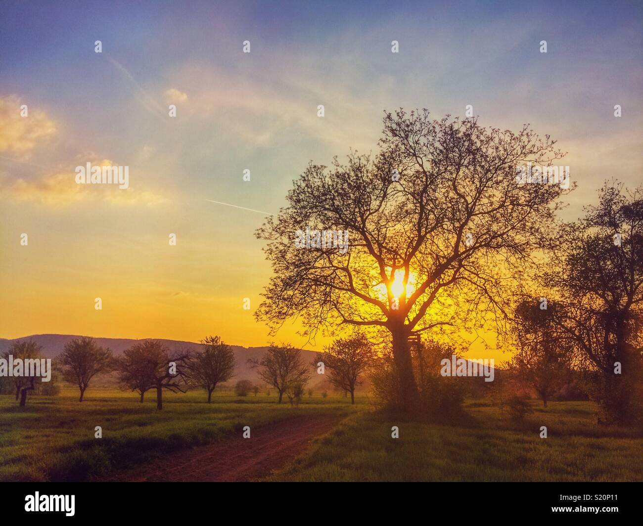 Countryside landscape: sunset over orchard in early spring, Alsace, France. - Smartphone Captured Stock Image