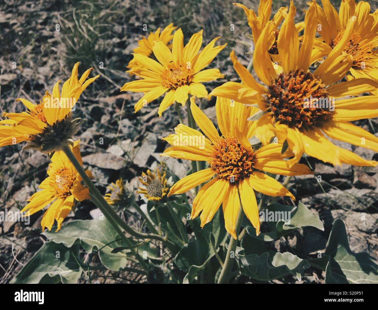 Close up of Arrowleaf Balsamroot wild flowers, also referred to as Spring Sunflowers, on a sunny Spring day in the Okanagan Valley in British Columbia, Canada. - Smartphone Captured Stock Image
