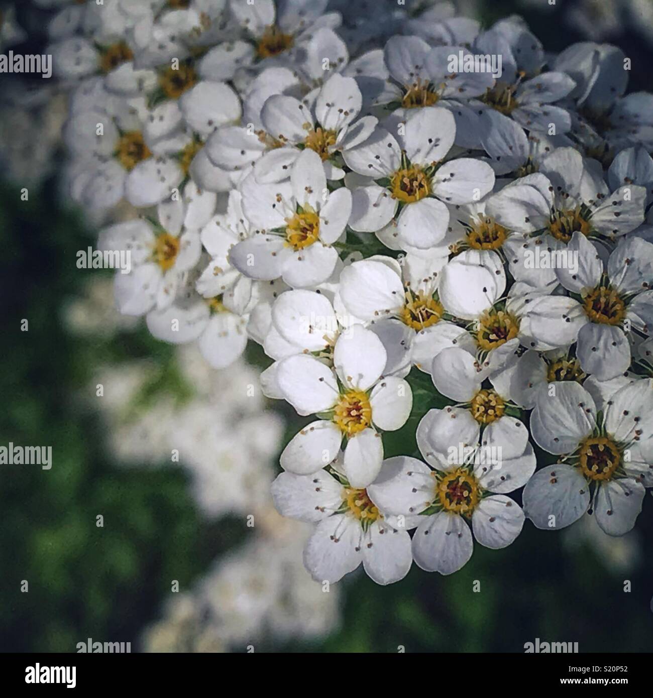 Spirea Bridal Veil Stock Photo Alamy