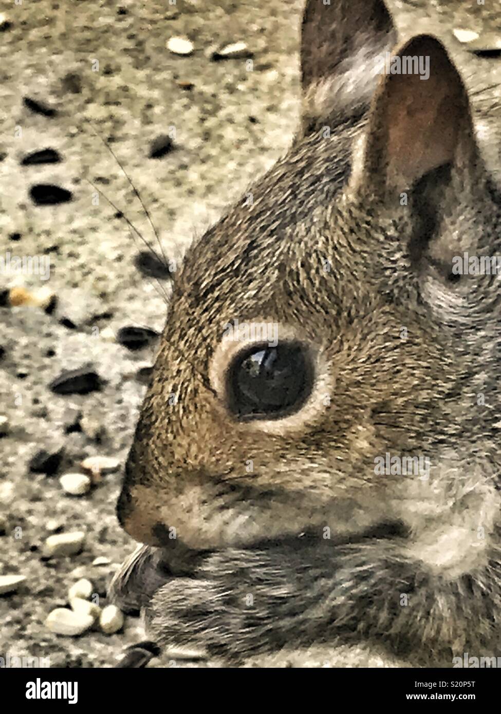 Squirrel eating seeds close up - Smartphone Captured Stock Image