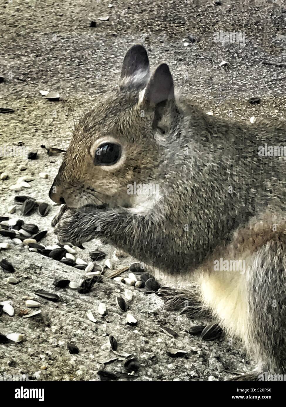 Squirrel eating seeds close up Stock Photo