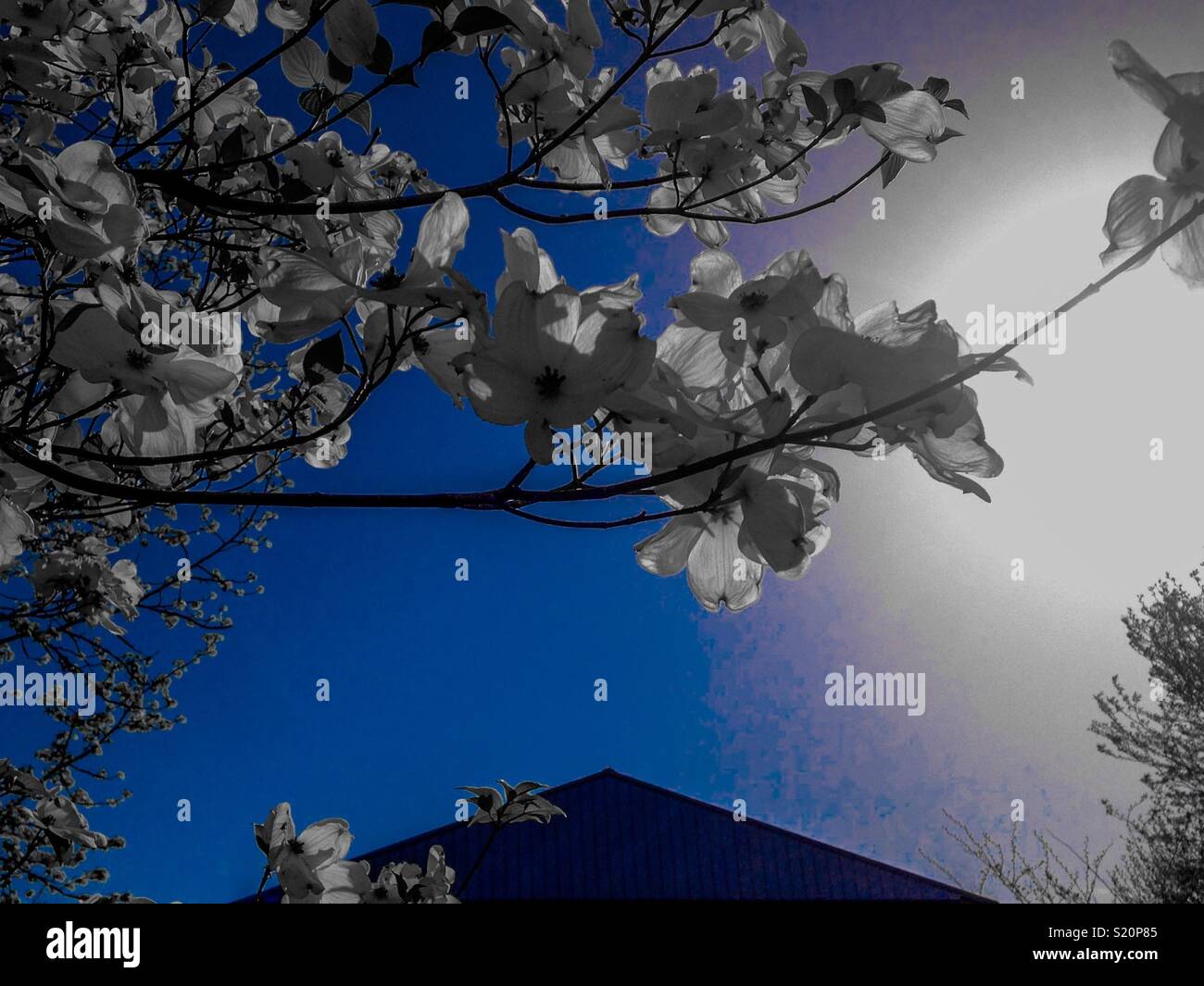 Blue color pop photo of dogwood blossoms on branch reaching over shed roof in North Carolina - Smartphone Captured Stock Image