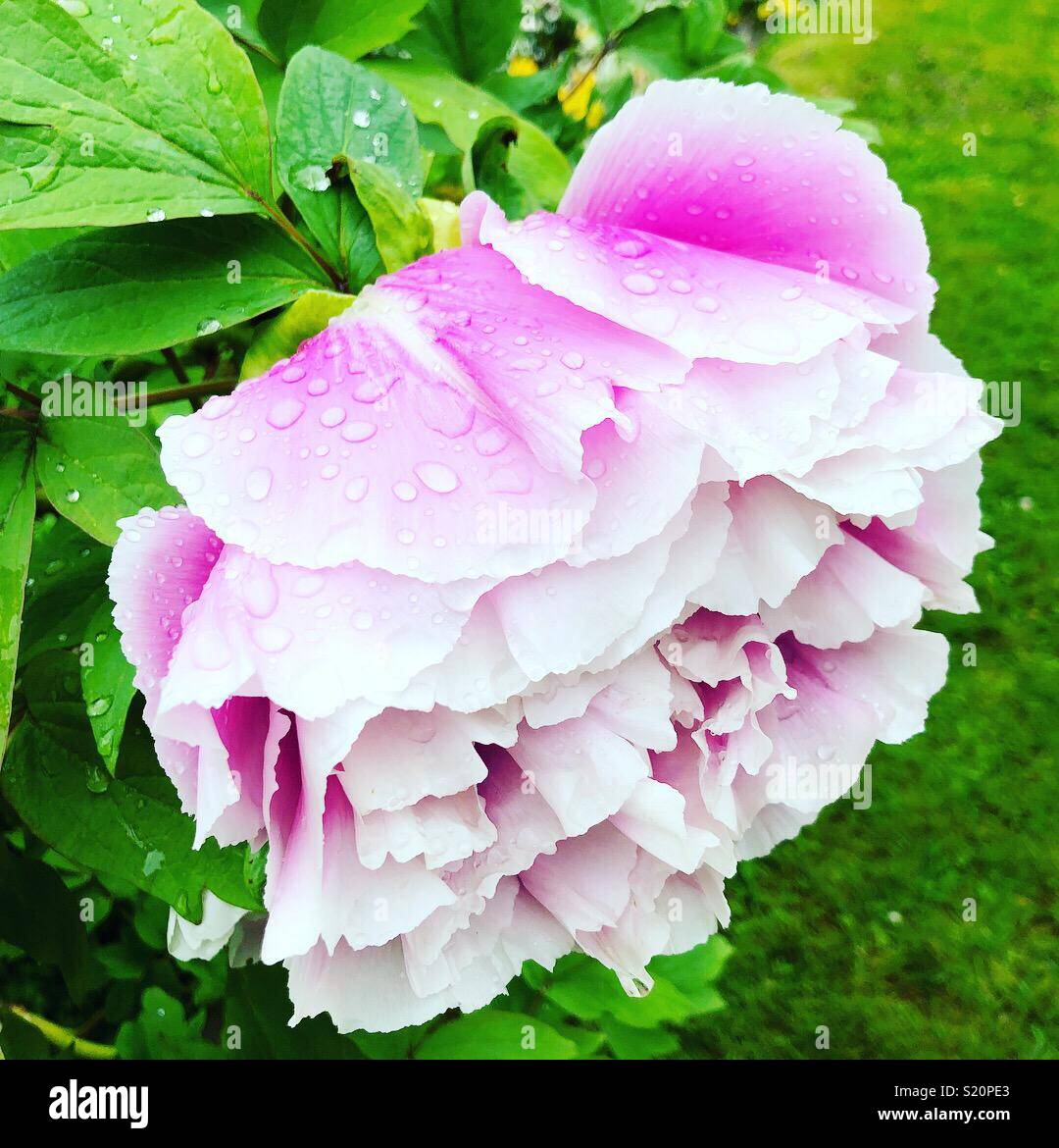 Peony flower - Smartphone Captured Stock Image