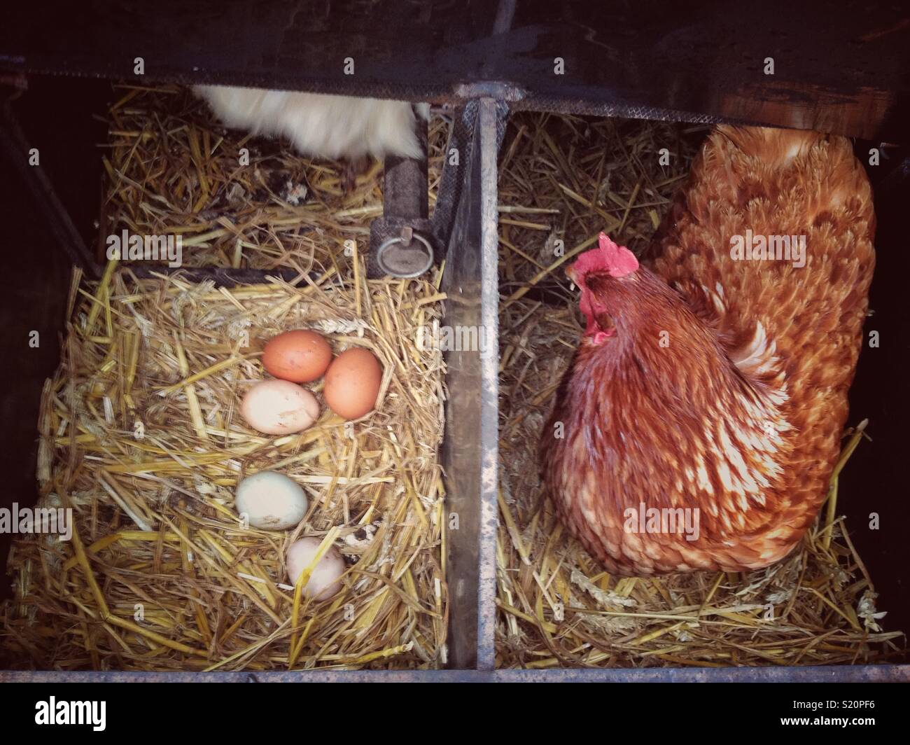 Chicken in coop with eggs Stock Photo Alamy