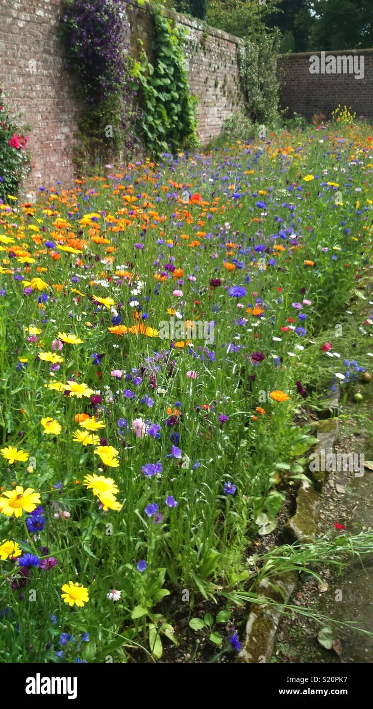 Wildflowers and border hires stock photography and images Alamy