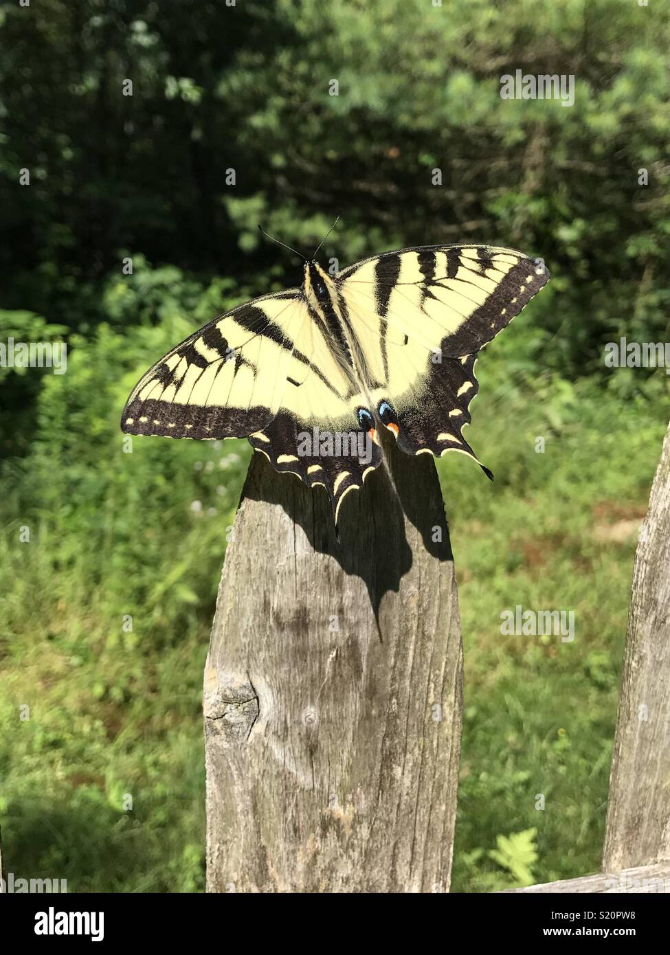 Eastern Tiger Swallowtail Butterfly on Fence Post in Rhode Island Stock Photo
