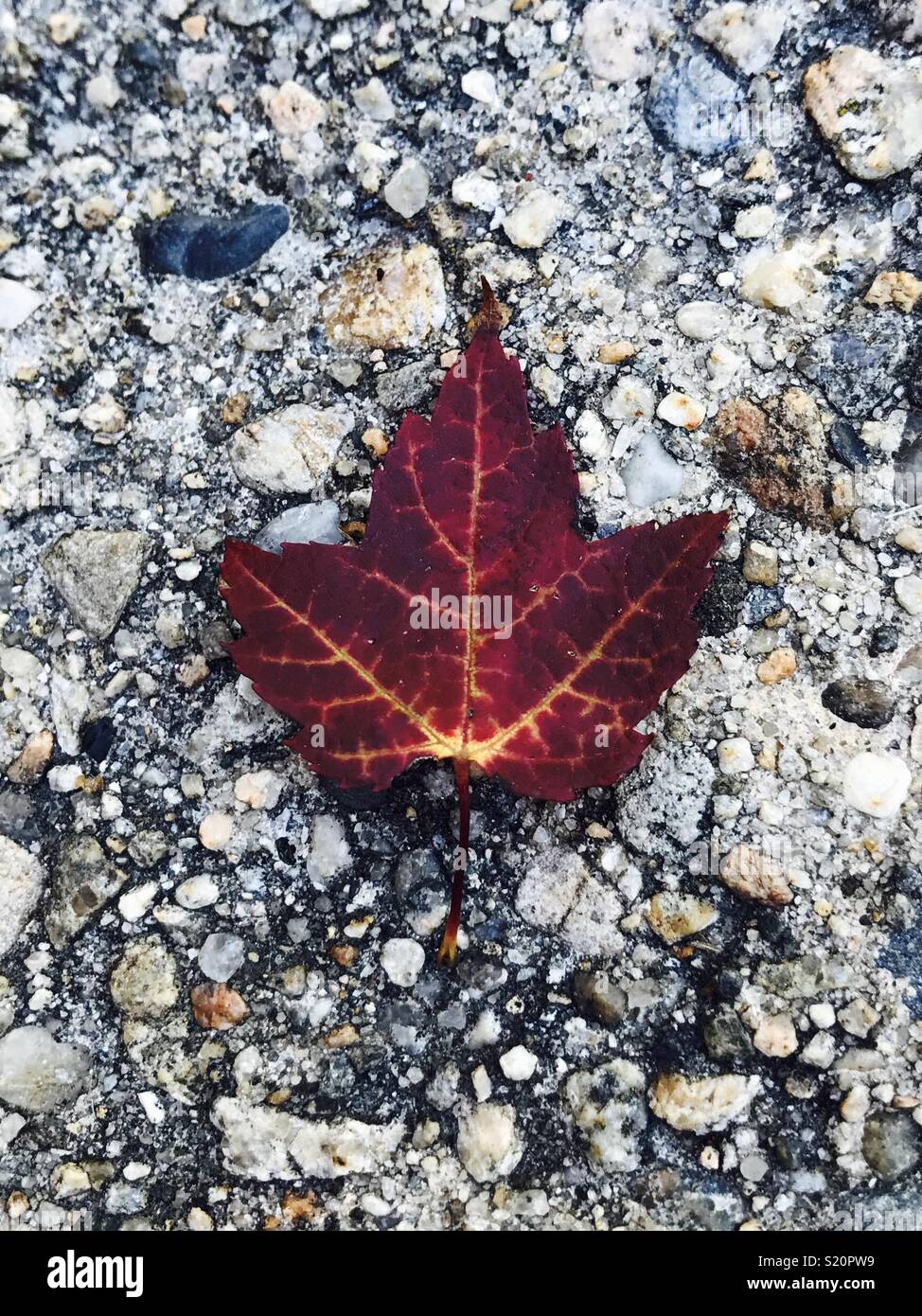 Red Maple Leaf during fall Stock Photo