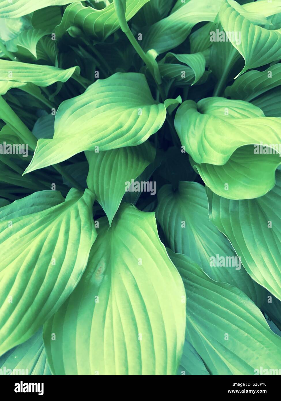 Plant with a lot of leaves Stock Photo