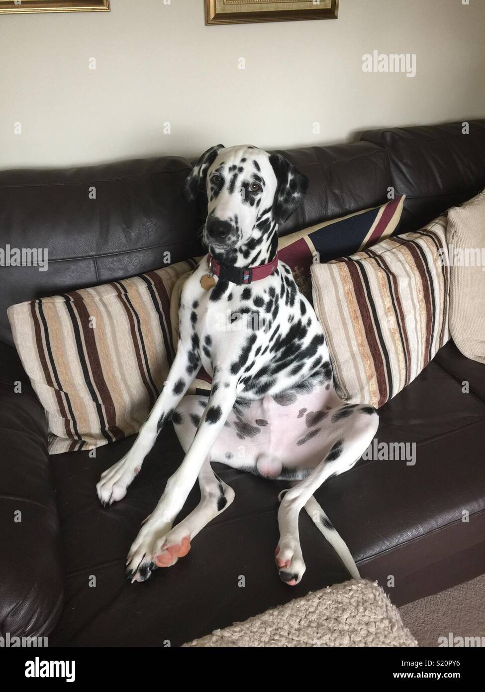 Dalmatian sat on sofa like human Stock Photo