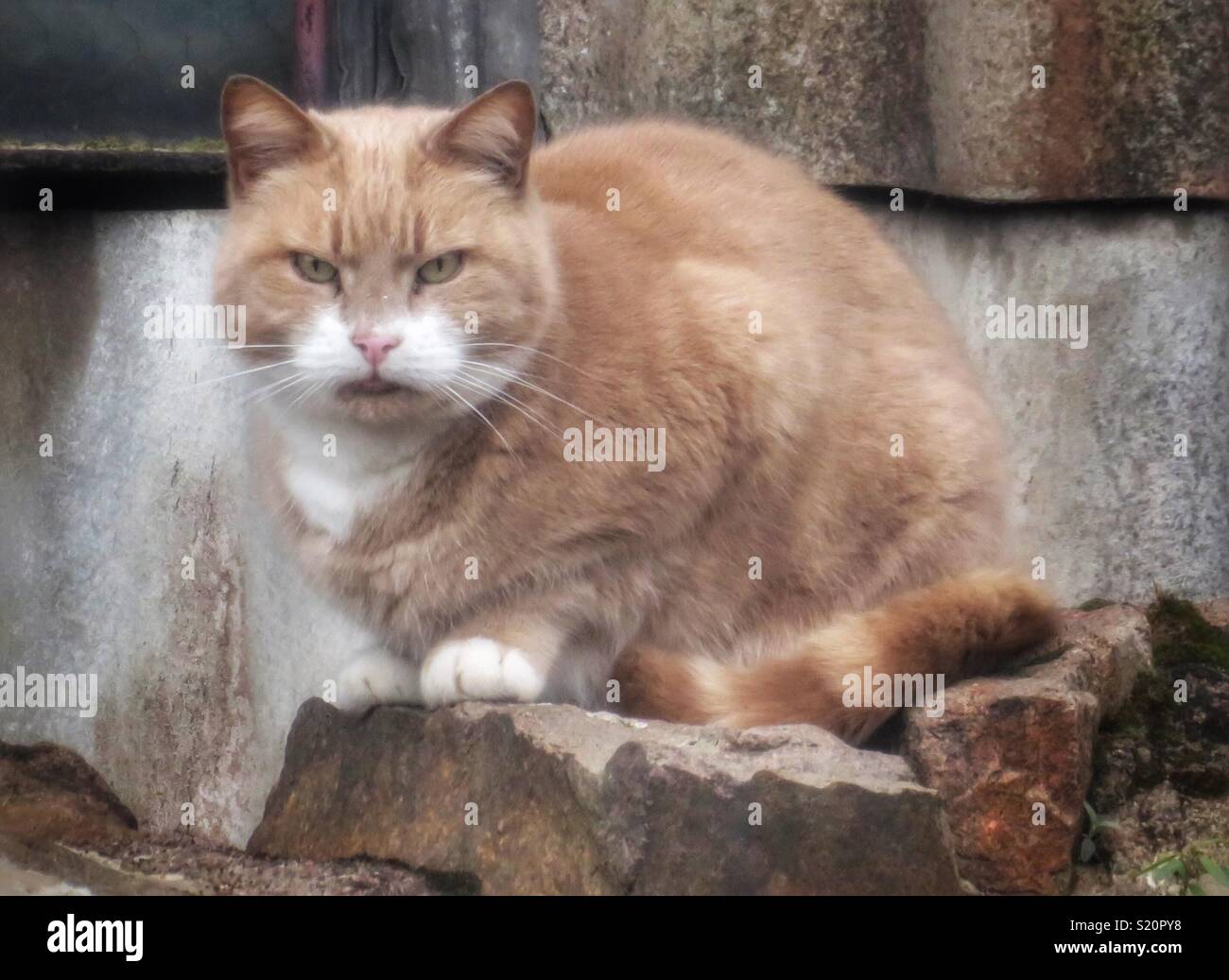 Mean Looking Cat Stock Photo Alamy