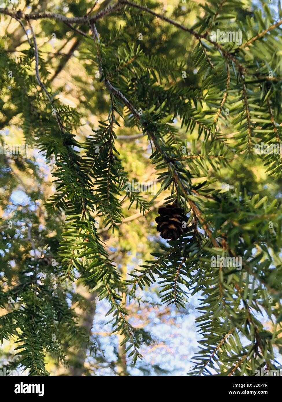 Small pinecone on a branch by itself Stock Photo