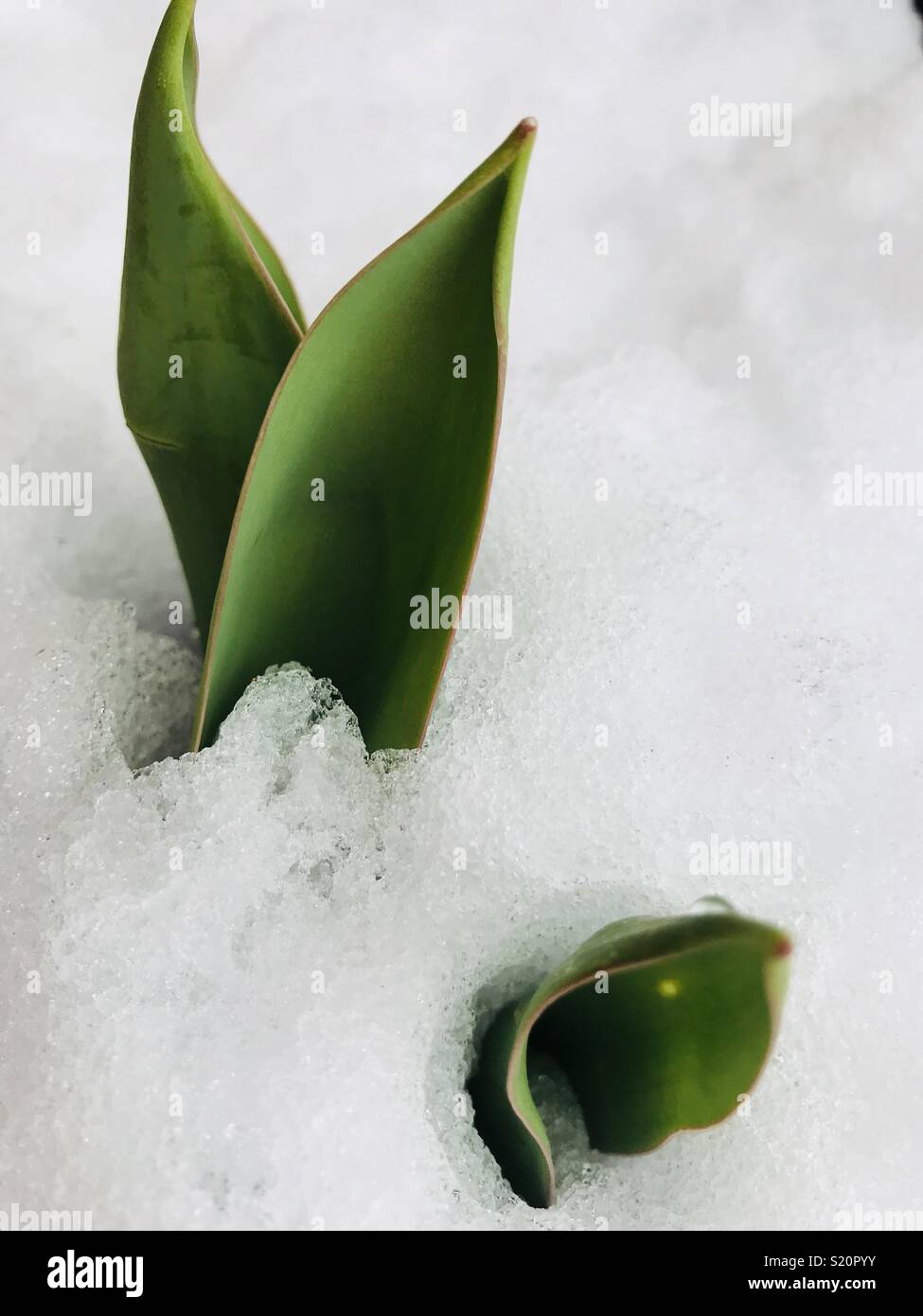 Plant surviving the snow Stock Photo