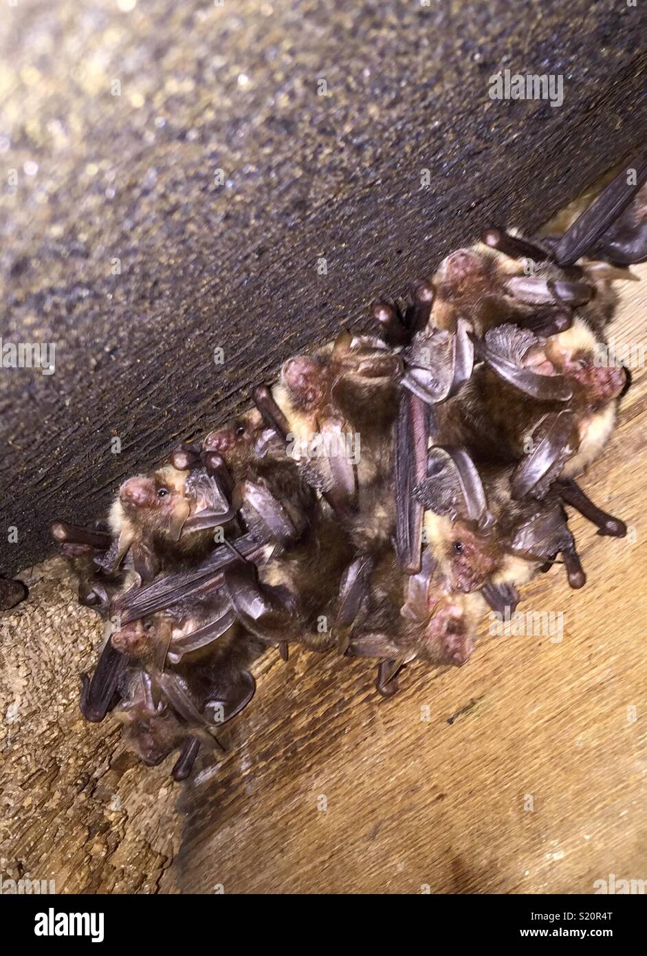 Bat roost hires stock photography and images Alamy