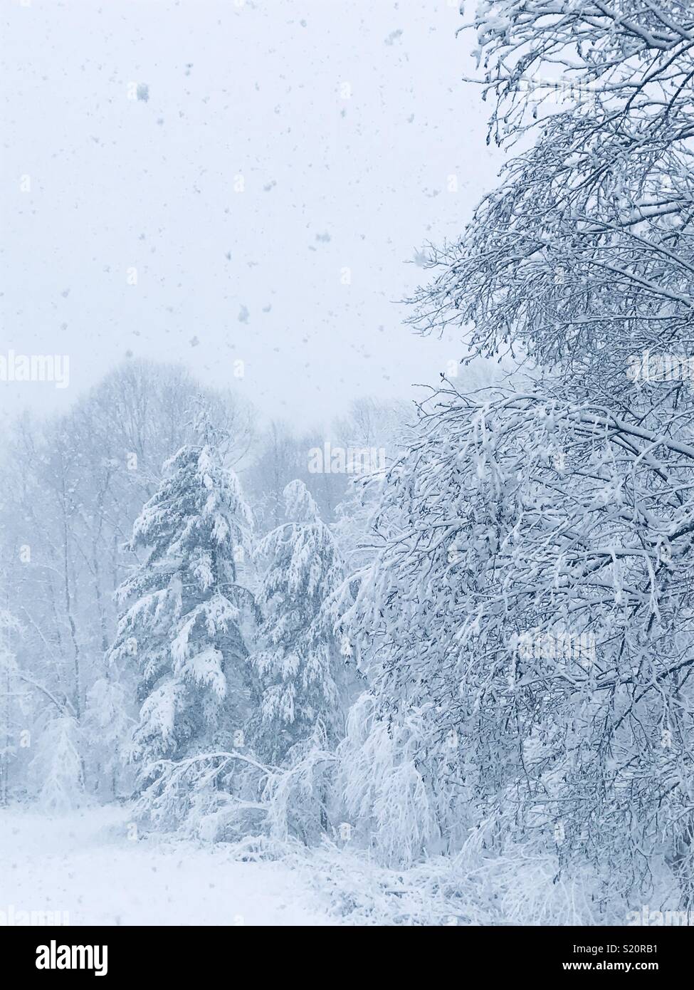 Trees covered in snow in the winter Stock Photo