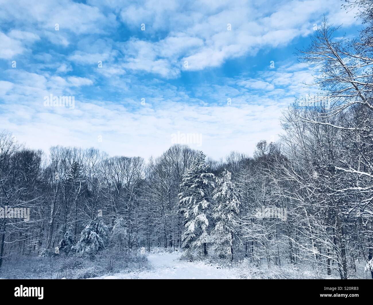 Looking out at the woods in winter Stock Photo