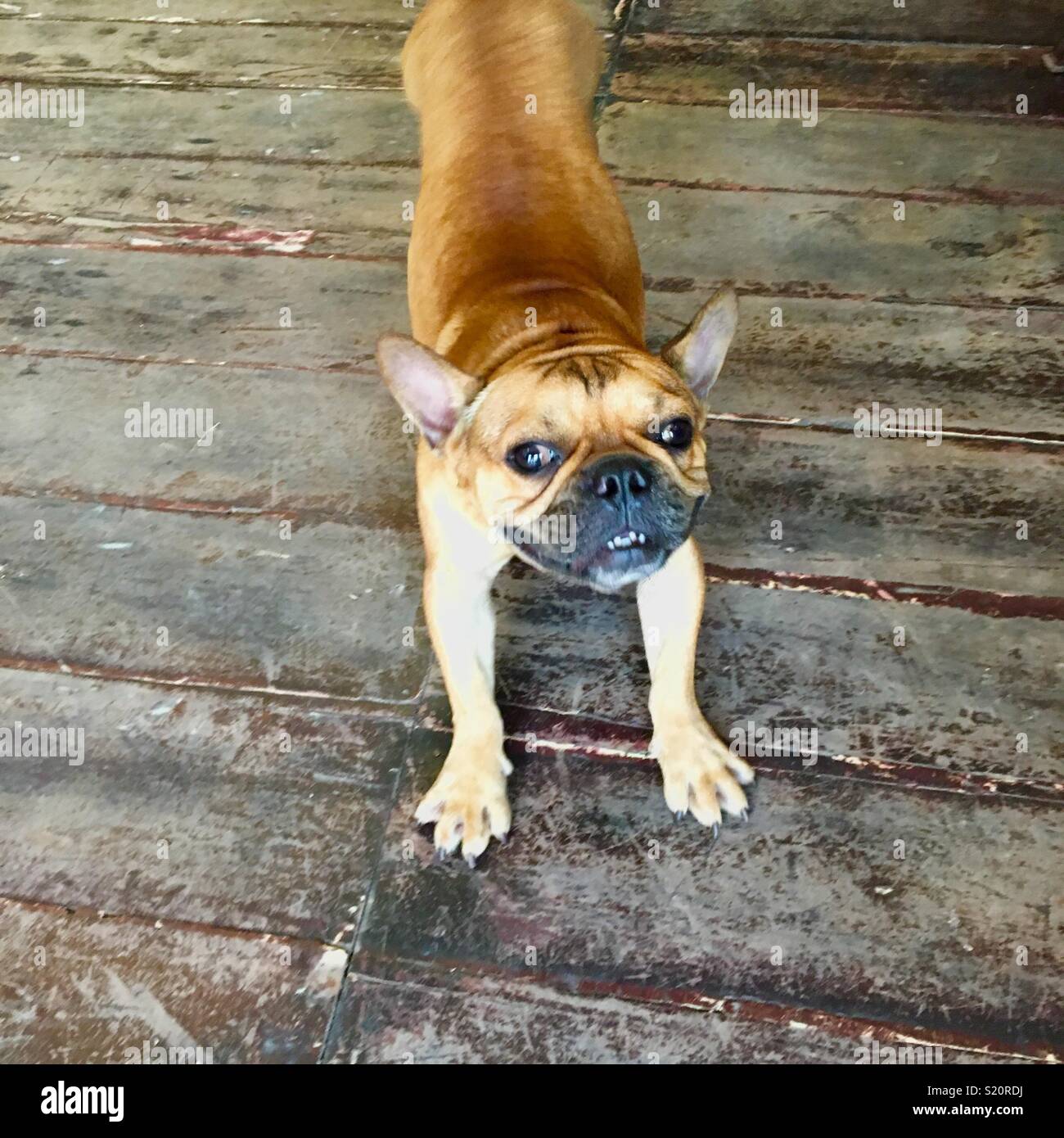 French bulldog having a stretch Stock Photo Alamy