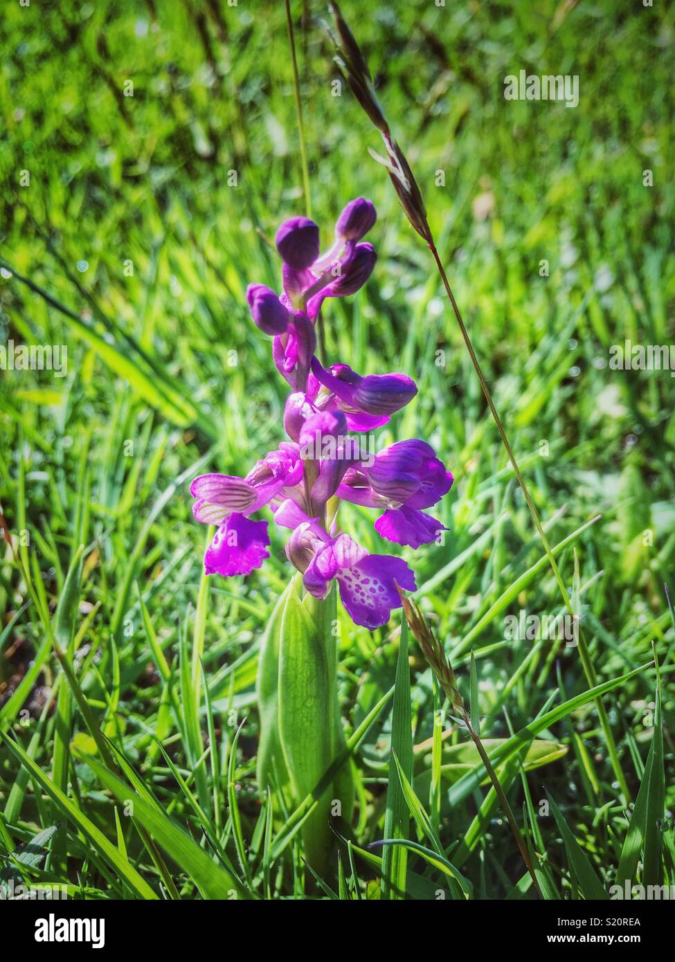 Green Winged Orchid in the Meadow. Stock Photo