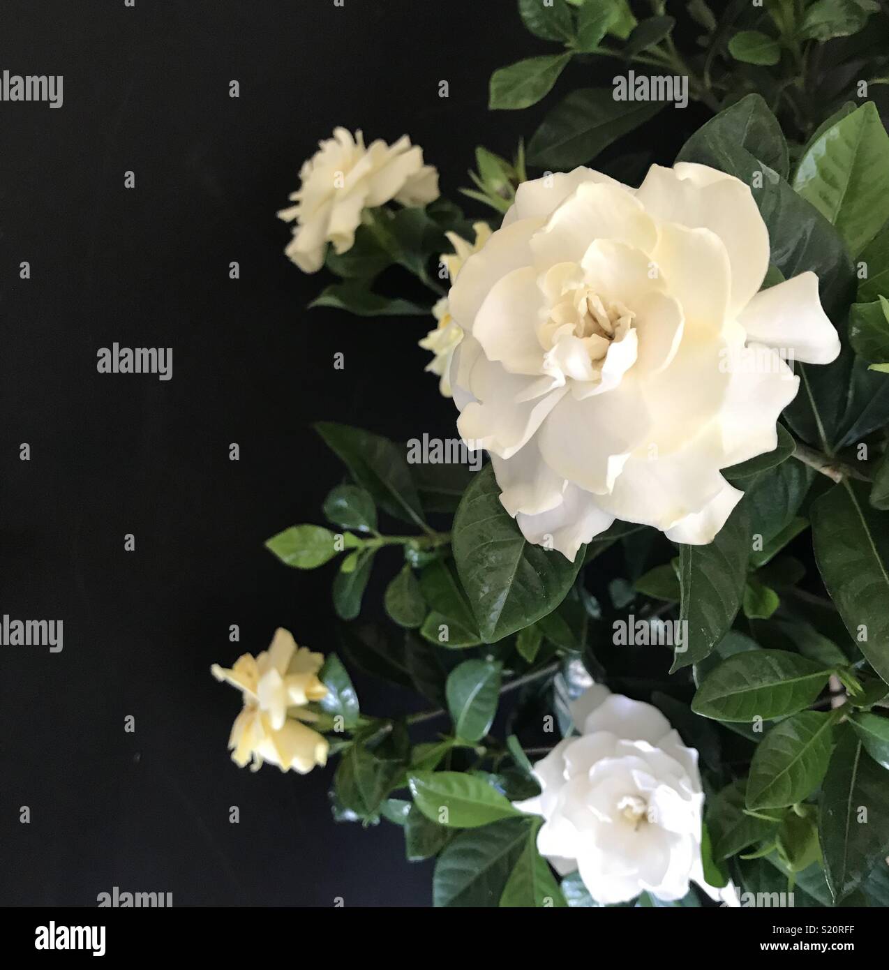 A blooming Gardenia plant Stock Photo