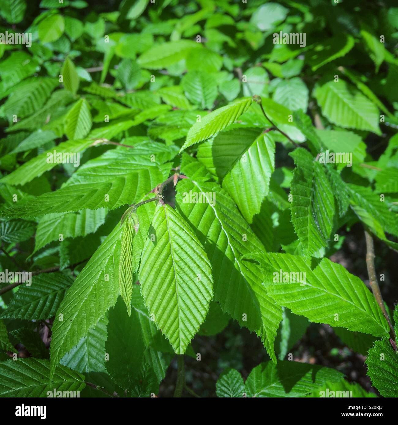 Young Beech tree leaves in early Spring Stock Photo