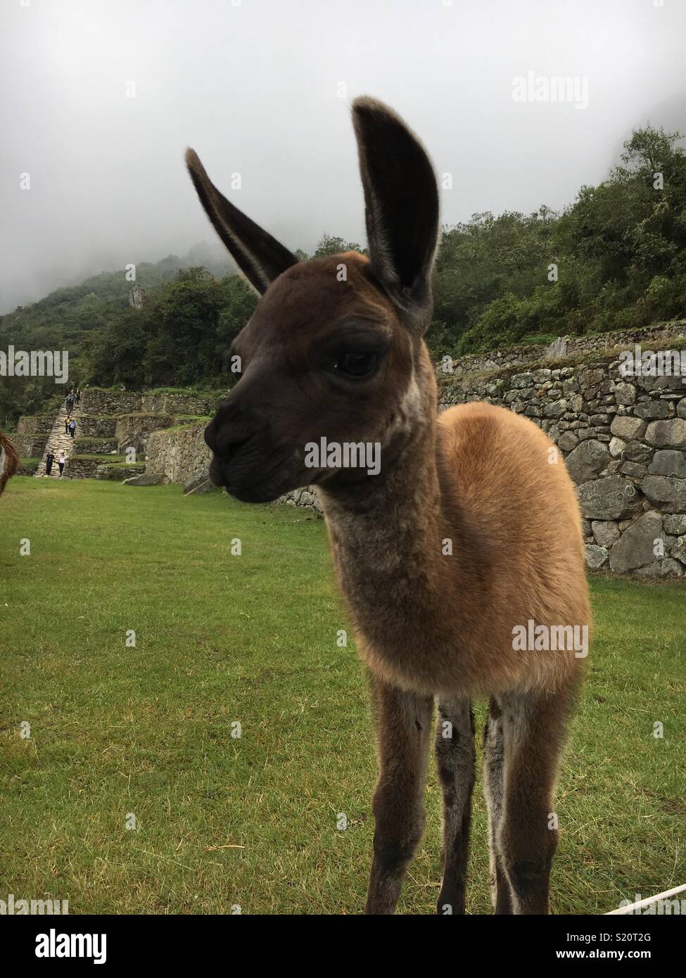 Baby Llama at Machu Picchu Stock Photo