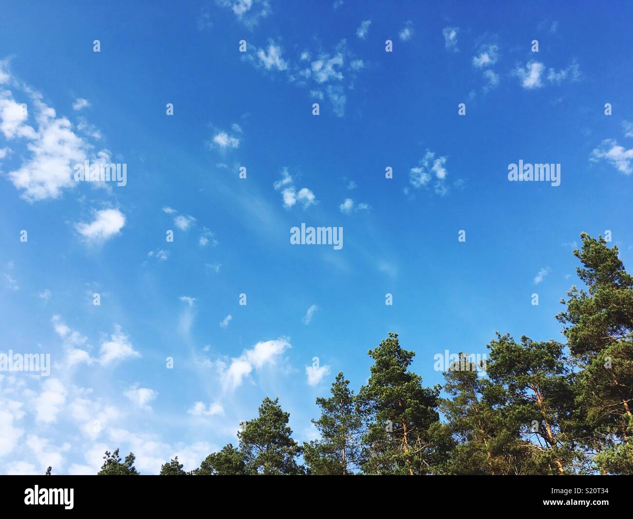 Sky and pine Tree tops Stock Photo