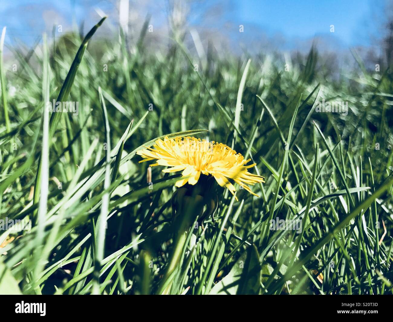 Single dandelion in the grass Stock Photo
