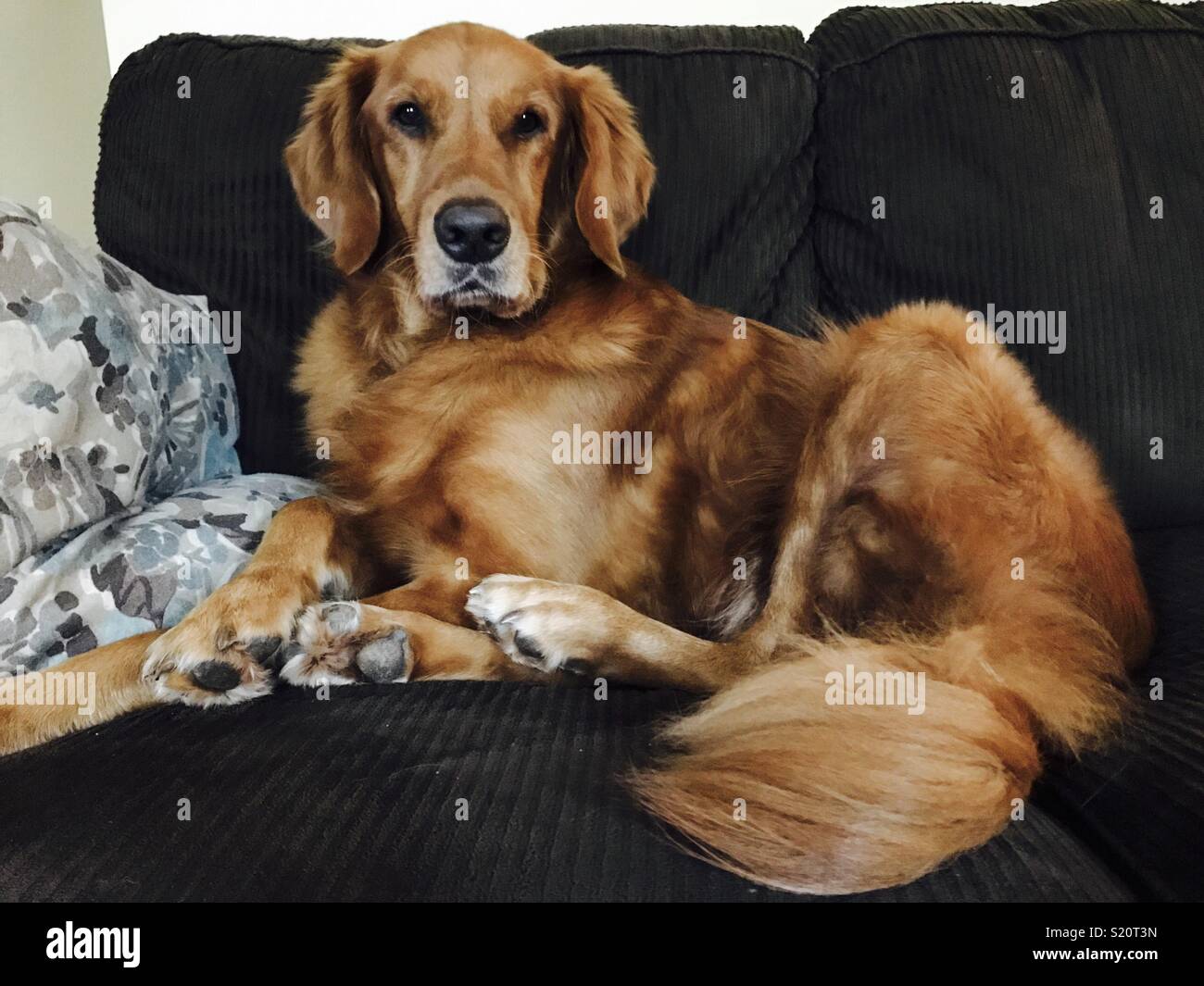 Golden retriever on a couch Stock Photo