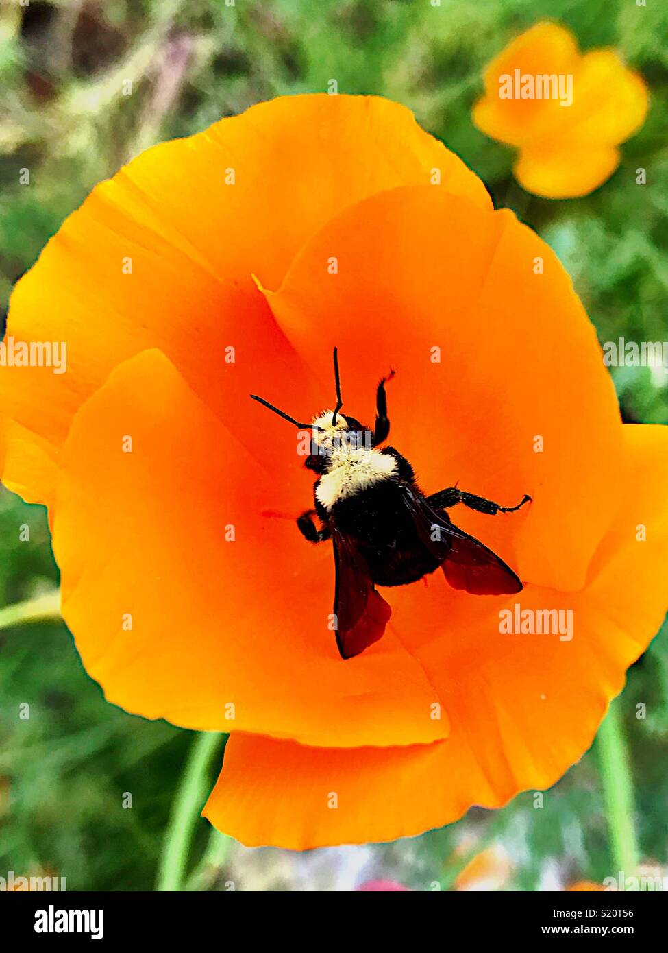 Bumblebee pollination poppy flower Stock Photo