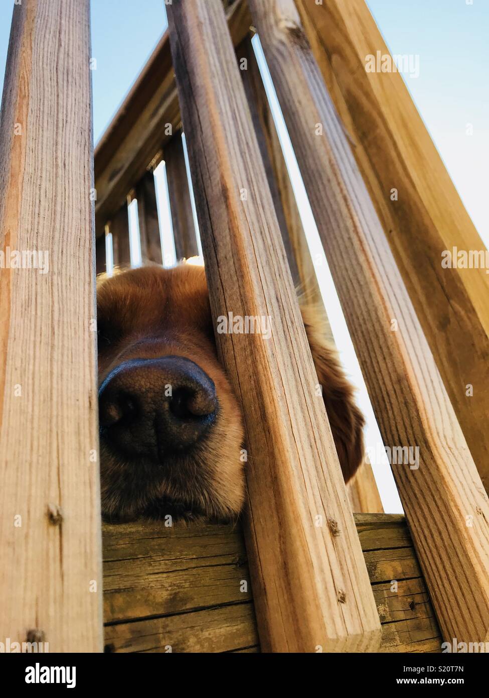 Golden retriever poking nose through fence Stock Photo
