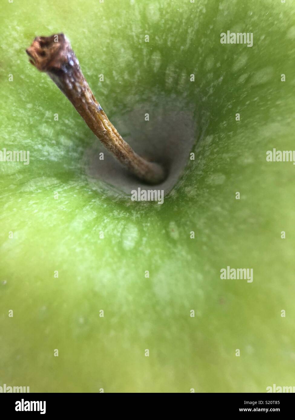 Green apple stem - Smartphone Captured Stock Image