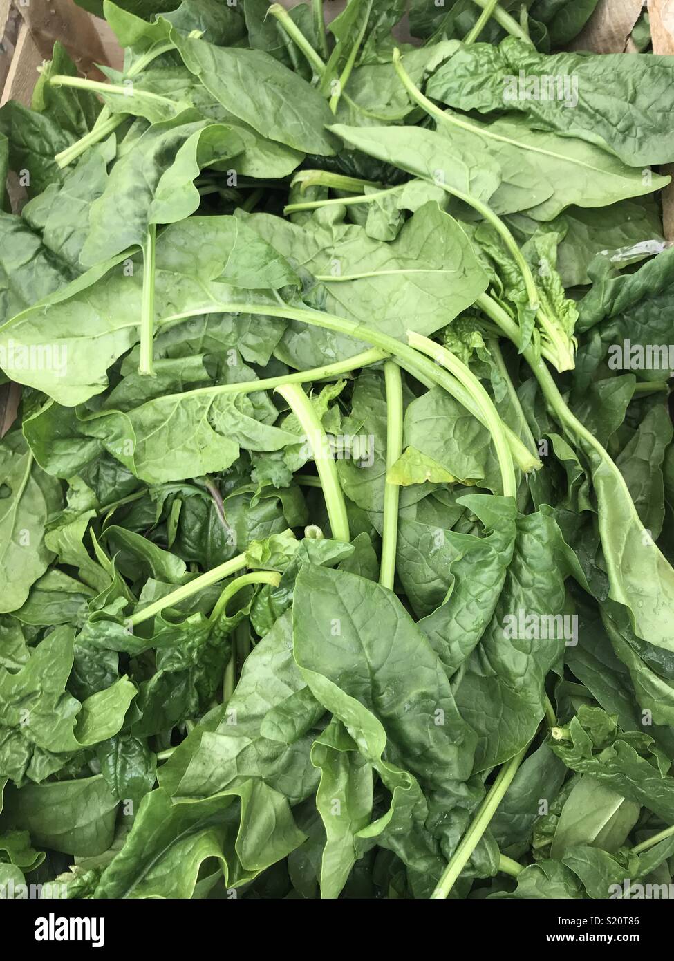 Spinach leaves - Smartphone Captured Stock Image