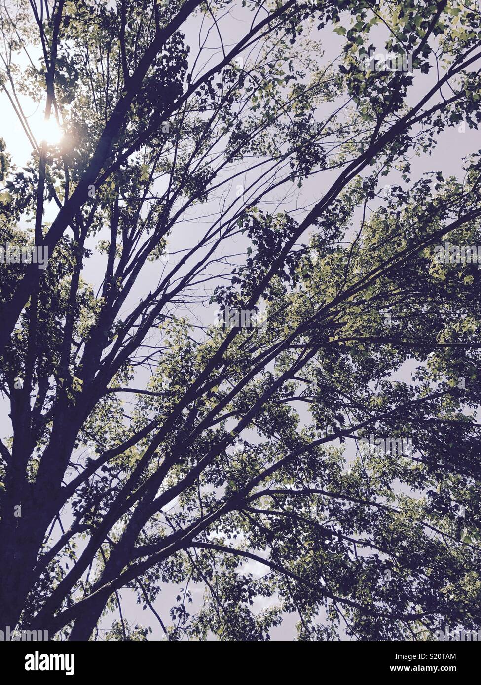 Sun peeking through branches of a tree Stock Photo