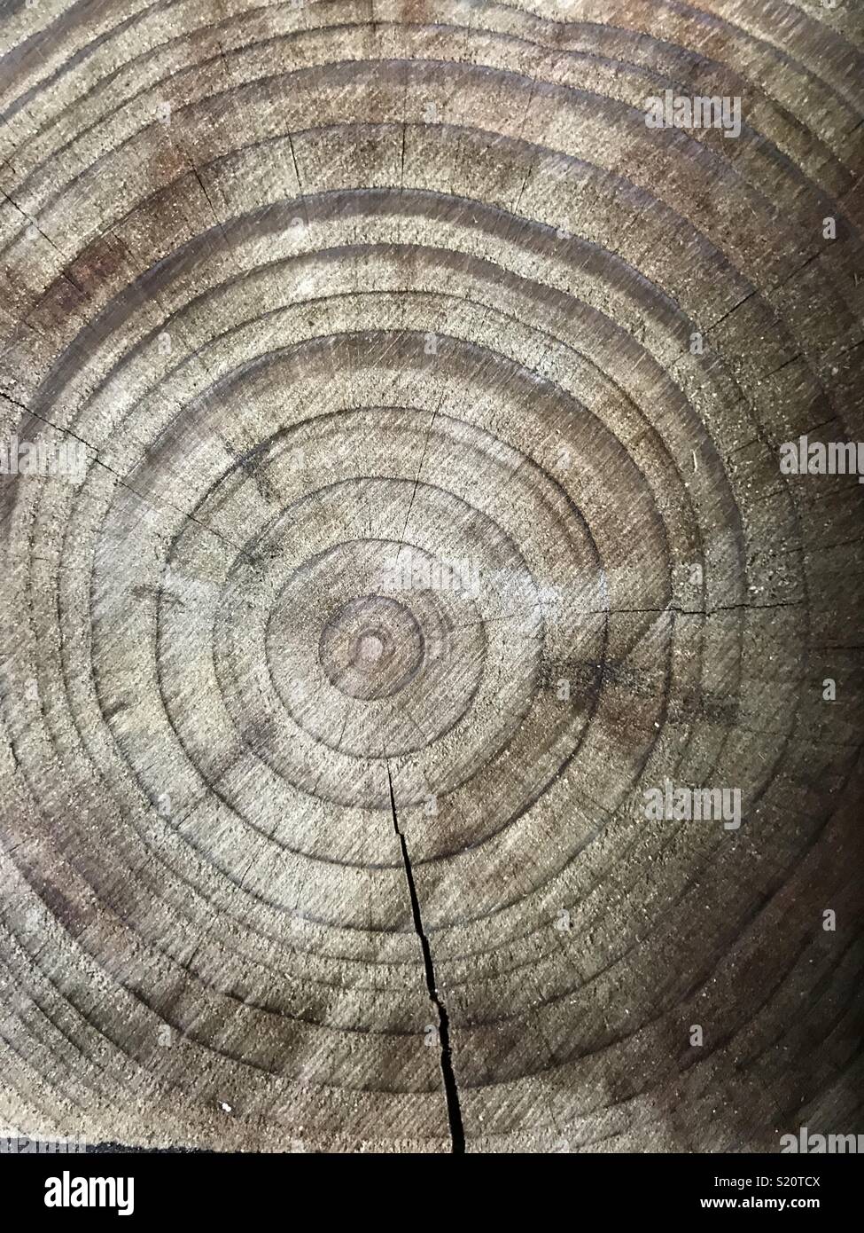 Wood rings hires stock photography and images Alamy