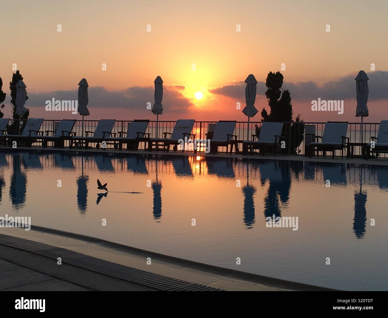 Bird skimming across the pool as the sun rises Stock Photo - Alamy