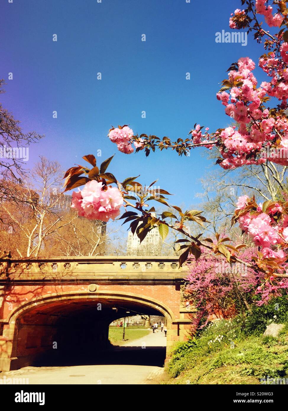 Driprock arch is surrounded by flowering trees in the spring time in Central Park, NYC, USA - Smartphone Captured Stock Image