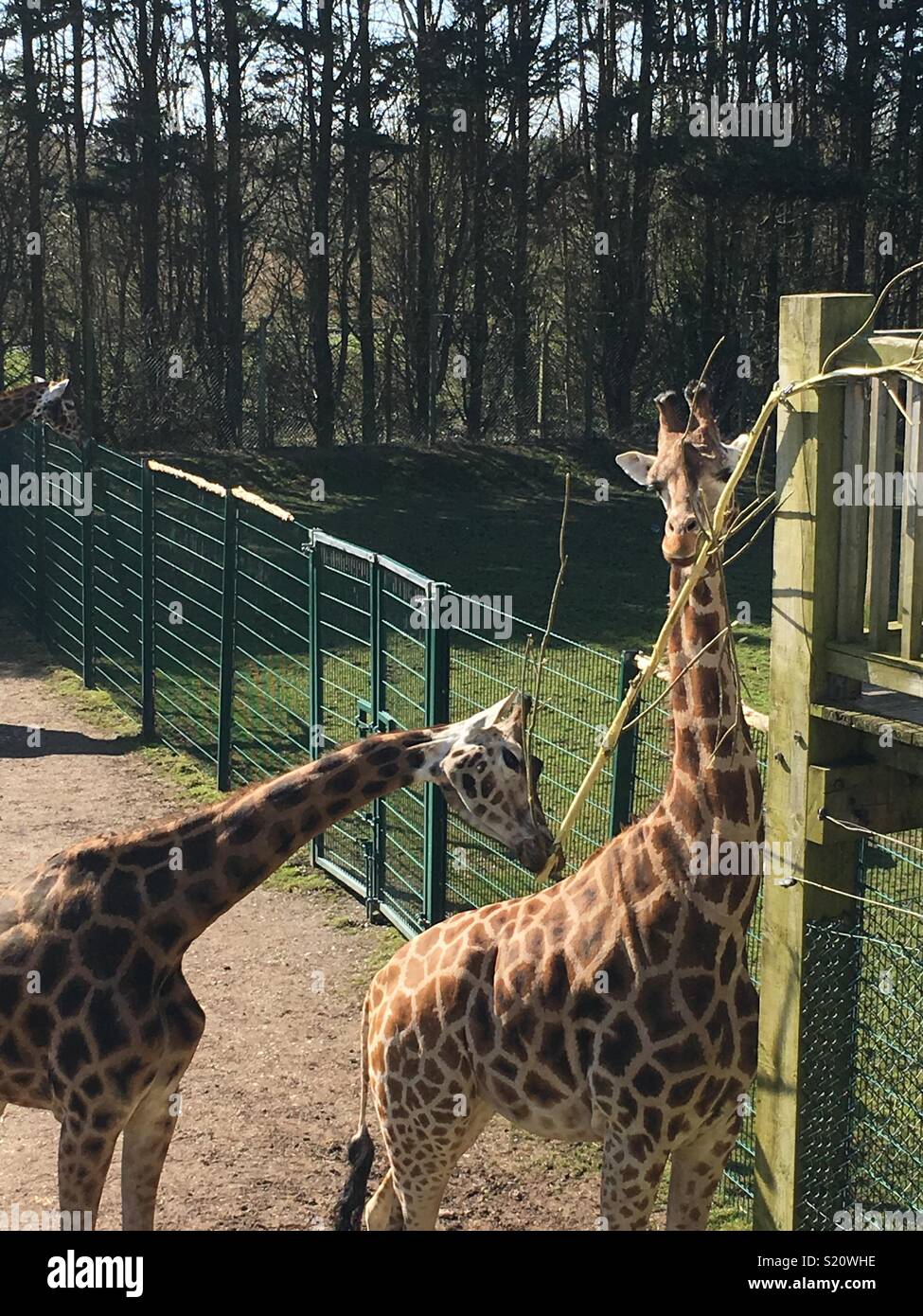 giraffe’s at Blackpool Zoo Stock Photo Alamy
