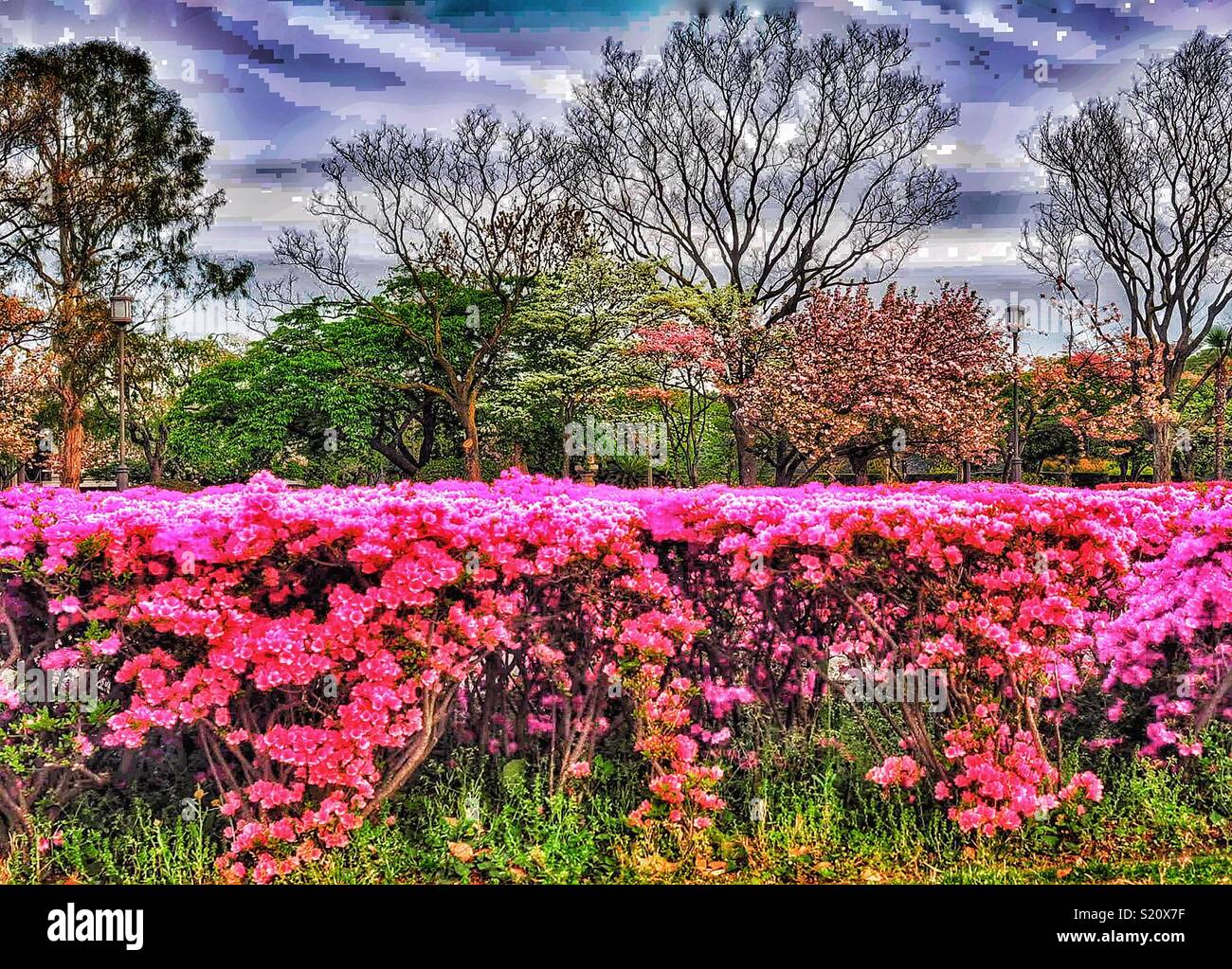 Blooming Hedge in a Tokyo Park in Spring - Smartphone Captured Stock Image