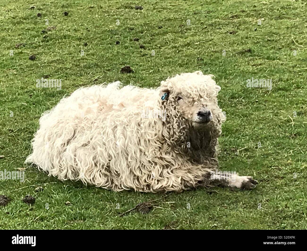 Shaggy sheep Stock Photo