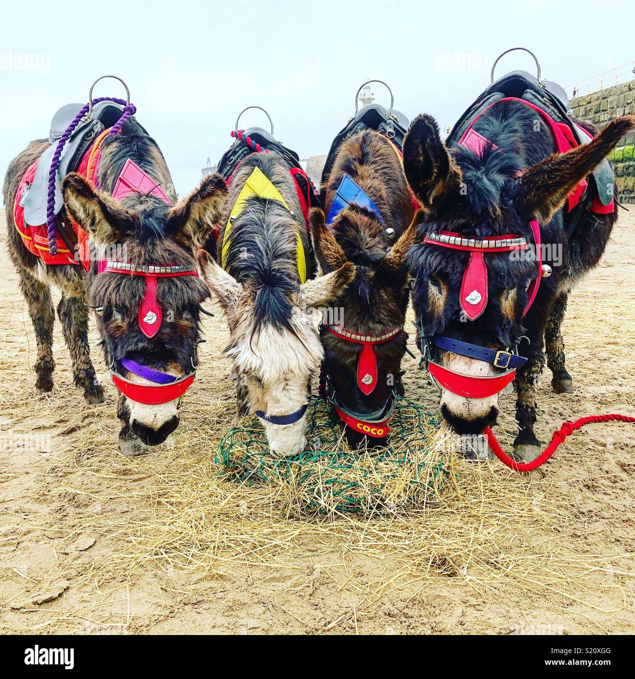 Donkeys On A Beach High Resolution Stock Photography and Images - Alamy